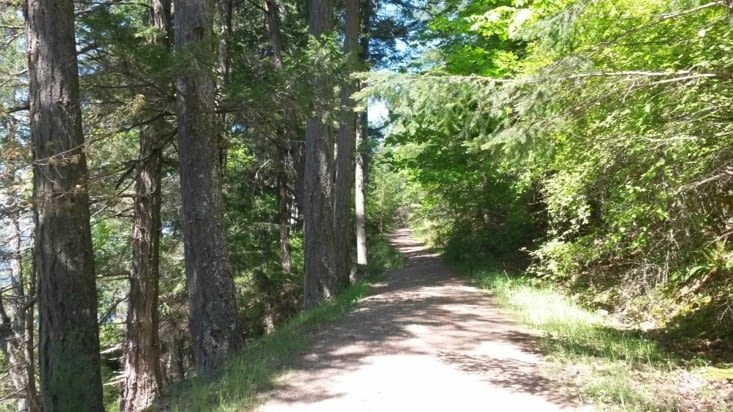 Pas de cougars en vue