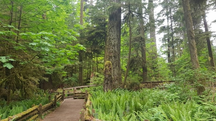 Cathedral Grove