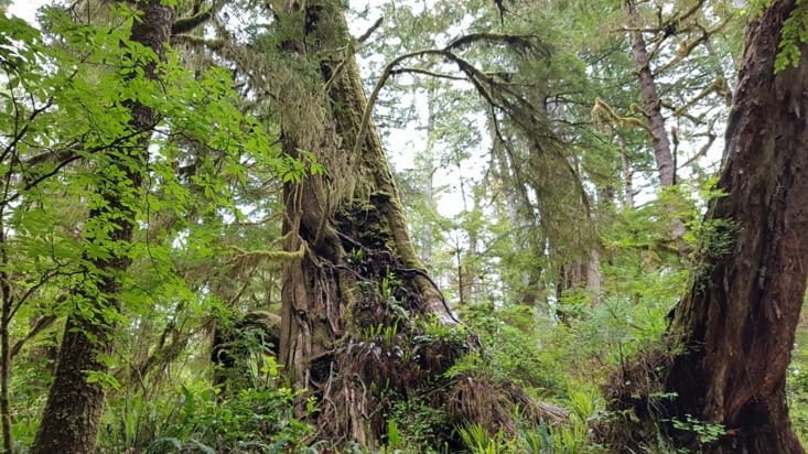 La plupart des arbres ont plus de 250 ans !