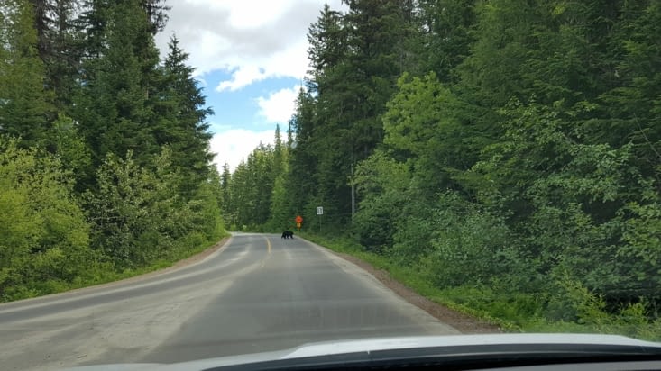 Sur la route surprise... un petit ours noir !