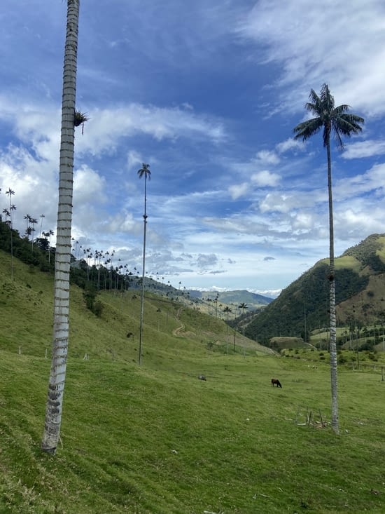 Cocora