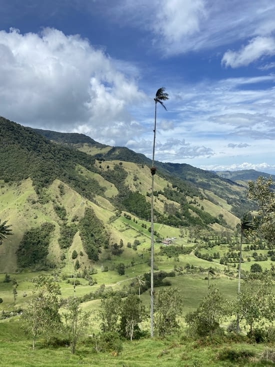Cocora