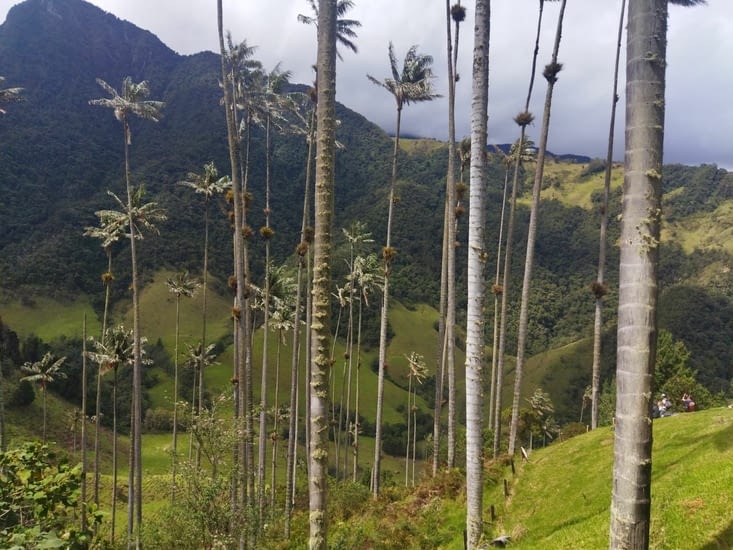 Cocora