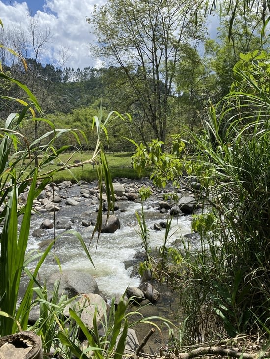 Dans la plantation de café
