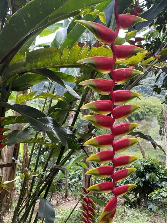 Flores del paradisio