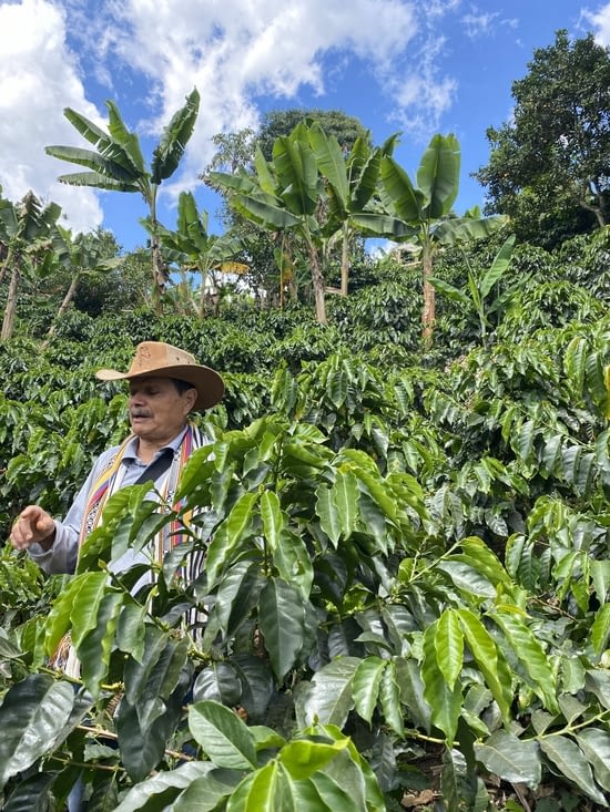 Jesus, le guide du café