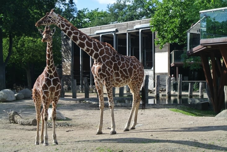 Les girafes du zoo