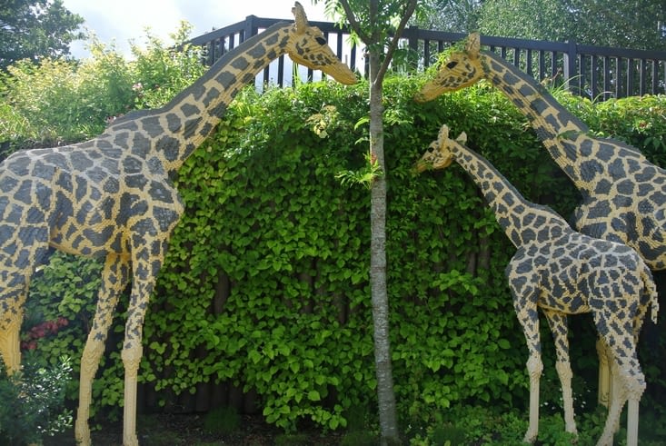 Les girafes du safari, en lego bien sûr