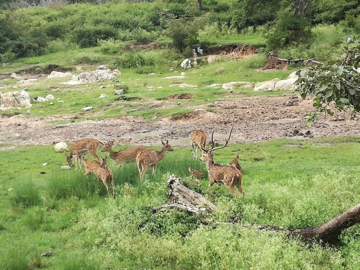 Bandipur - les biches