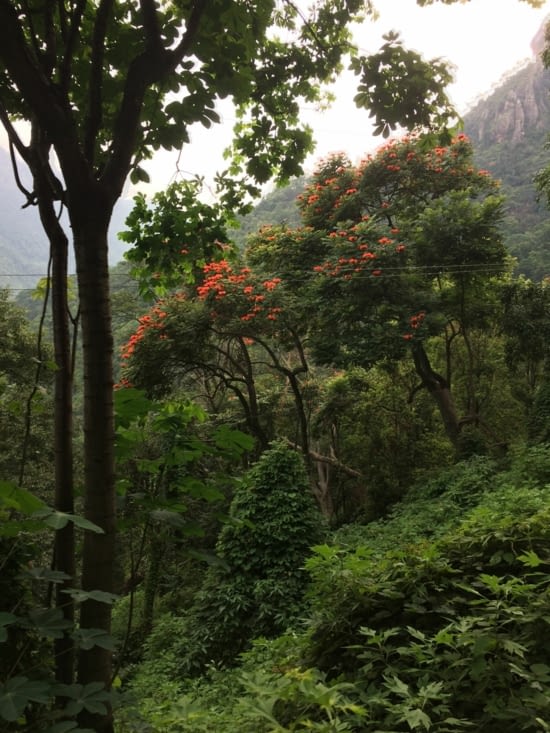 Le paysage des Nilgiris Mountains