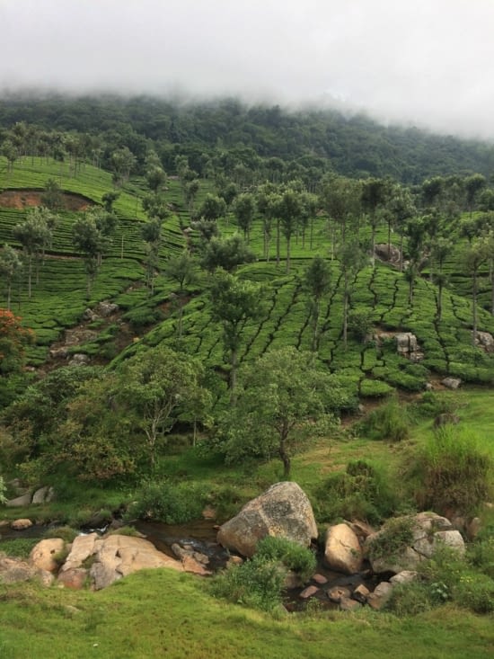 Le Kerala - paysage des plantations de thé