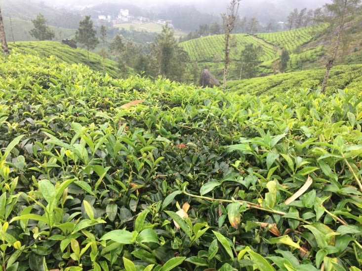 Munnar - les champs de thé