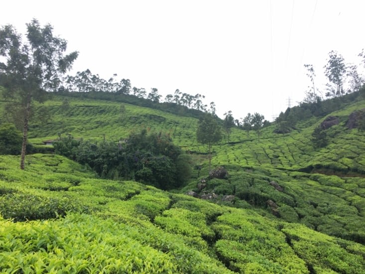 Munnar - les champs de thé