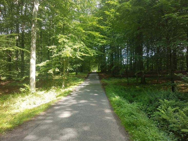 L'impénétrable forêt danoise.