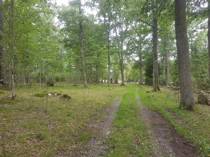 Promenons-nous dans les bois, tant qu'les voitures n'y sont pas.