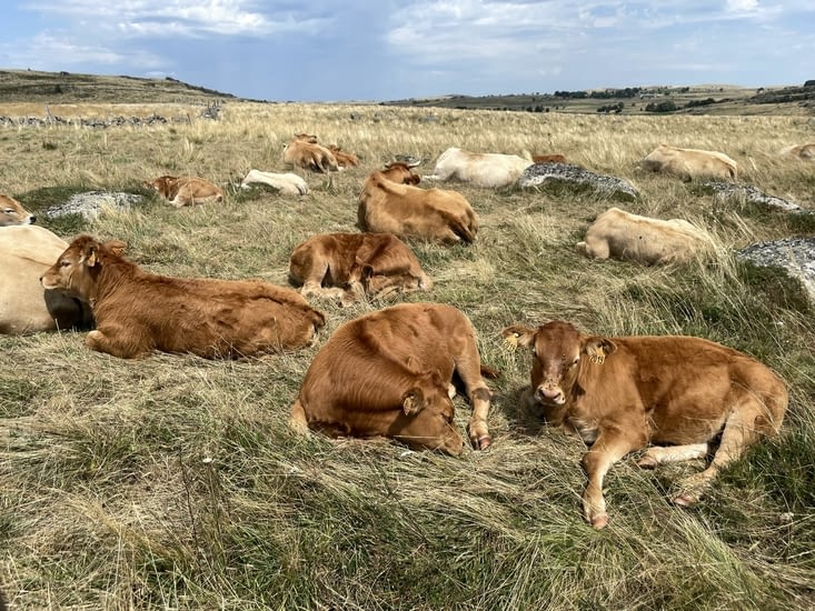 Ces copines qui ne font que dormir !