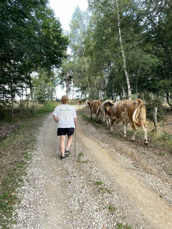 J’accompagne les vaches à leur prochain champ