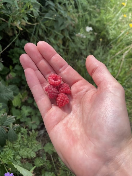 Mes premières framboises !!