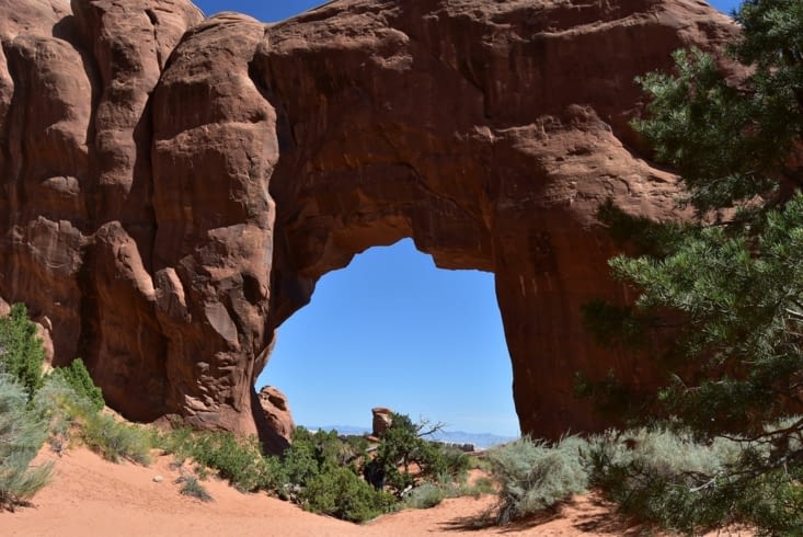 Pine Tree Arch