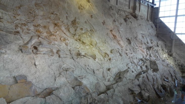 Fossiles de Dinosaures