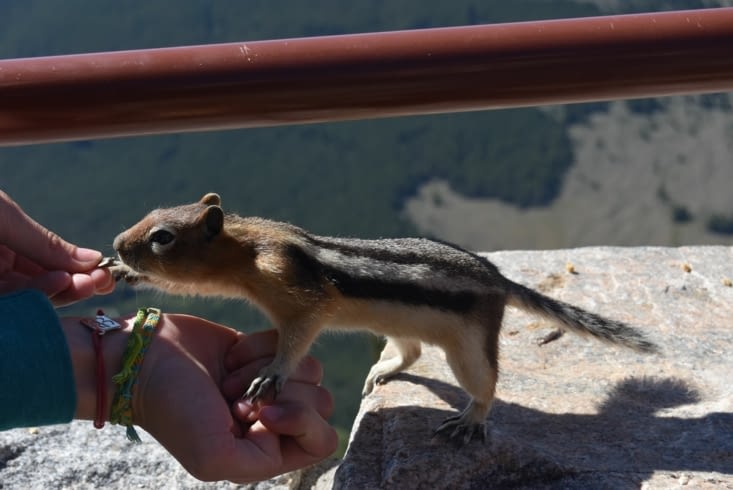 Chipmunk pas farouche du tout