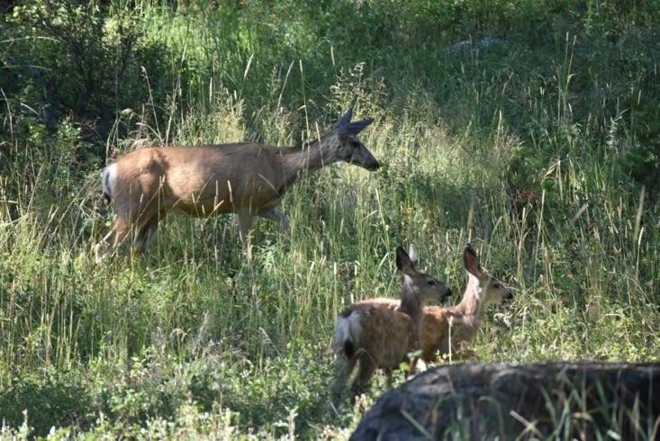 Une biche et se petits