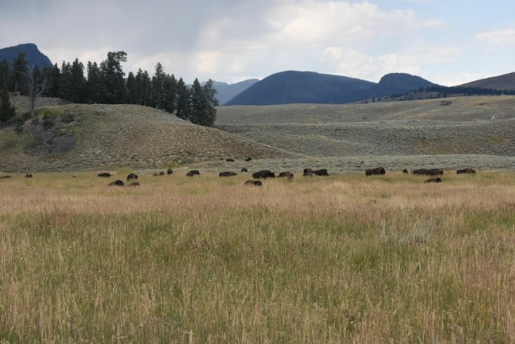 Bisons vers Tower Junction