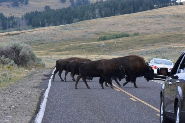 Priorité aux bisons sur la route !