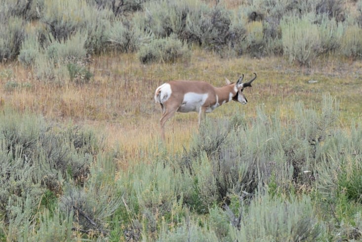 Pronghorn