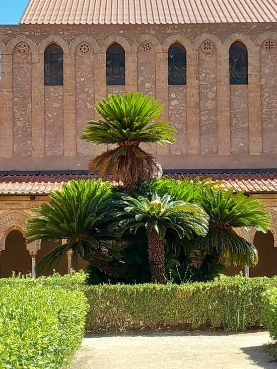 Un palmier a Palerme