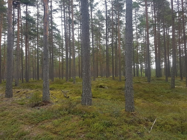 Une forêt bien rangée et tout. La ligne scandinave !