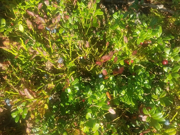 La cueillette fut bonne !