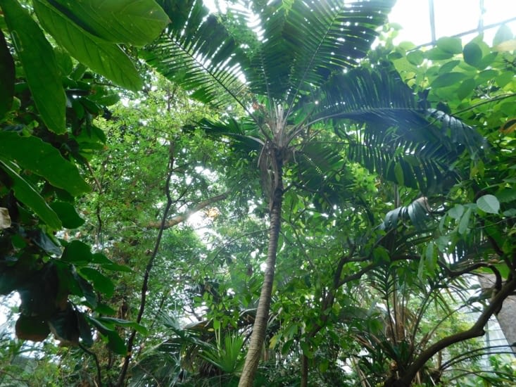 La forêt tropicale humide du biodôme