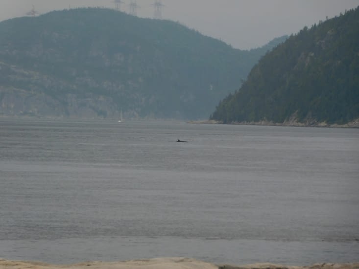 Ma 1ère baleine canadienne! (oui le petit truc là au loin)
