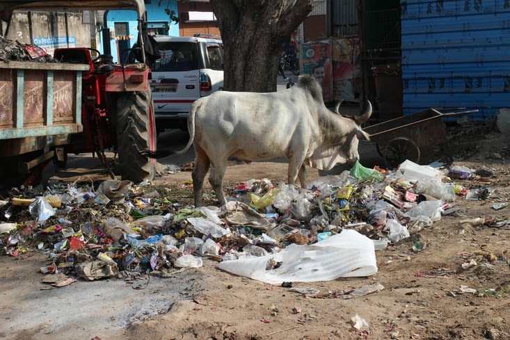 une vache cherche sa pitance quotidienne parmi les déchets plastiques