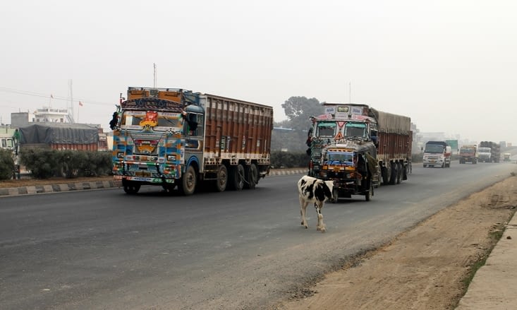 une vache bloque la circulation des camions sur l'autoroute