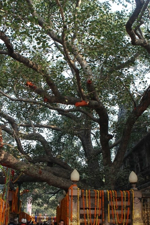 le bodhi tree est protégé par des barrières