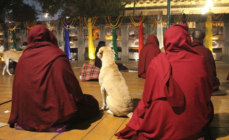 Un chien qui prie parmi les fidèles