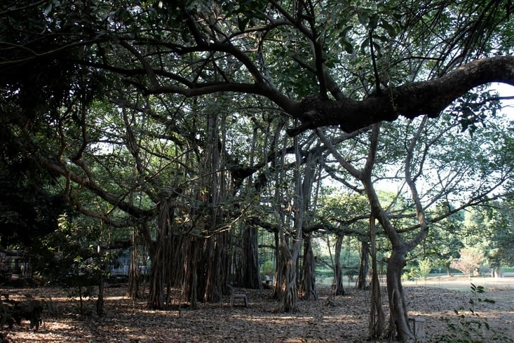 une forêt de banyans