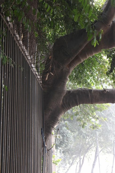 En Inde on respecte  les arbres
