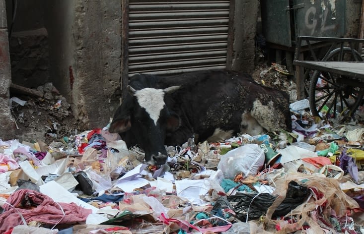 une vache couchée dans un dépôt d'ordures dans la rue des boutiques de robes.