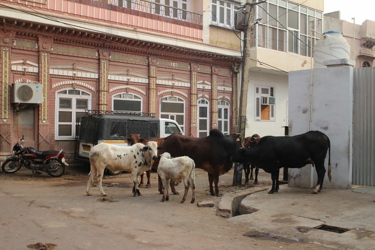 Il y a beaucoup de bétail dans les rues