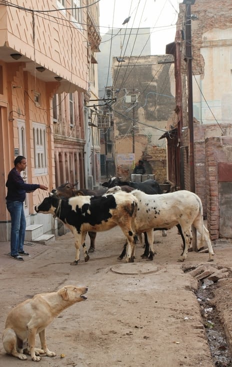 Un homme nourrit les vaches qui vagabondent dans les rues