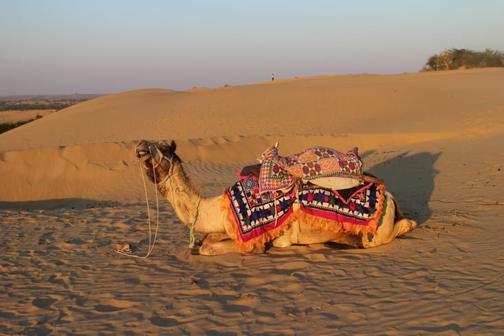 le même chameau qui sourit pour la photo !