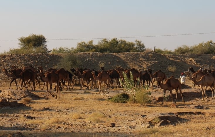 le troupeau de chameaux qui croise notre route