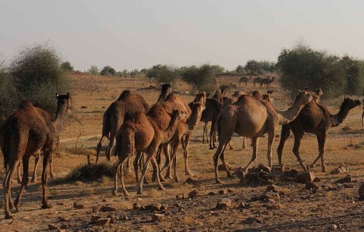 Au revoir les chameaux !
