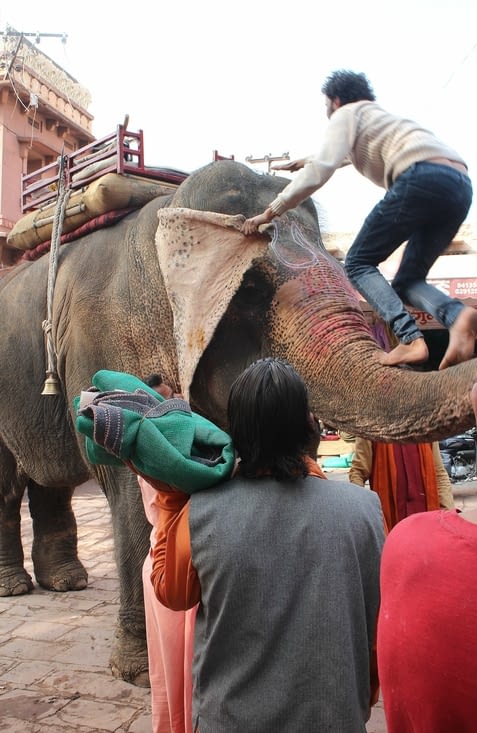 l'art et la manière de monter sur le dos d'un éléphant
