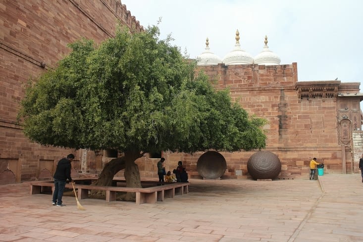 Un arbre magnifique dans une cour du palais