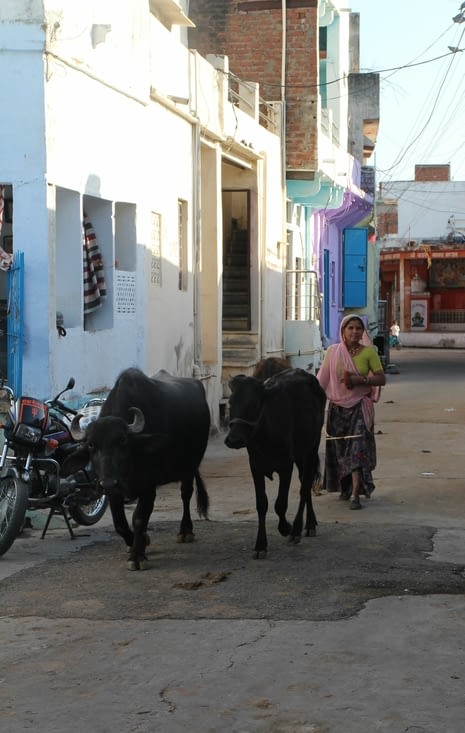 une femme rentre ses bêtes pour la nuit