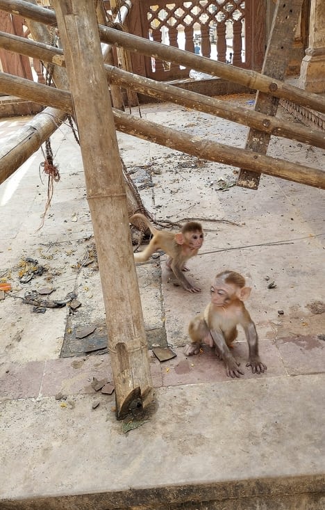 Des petits macaques